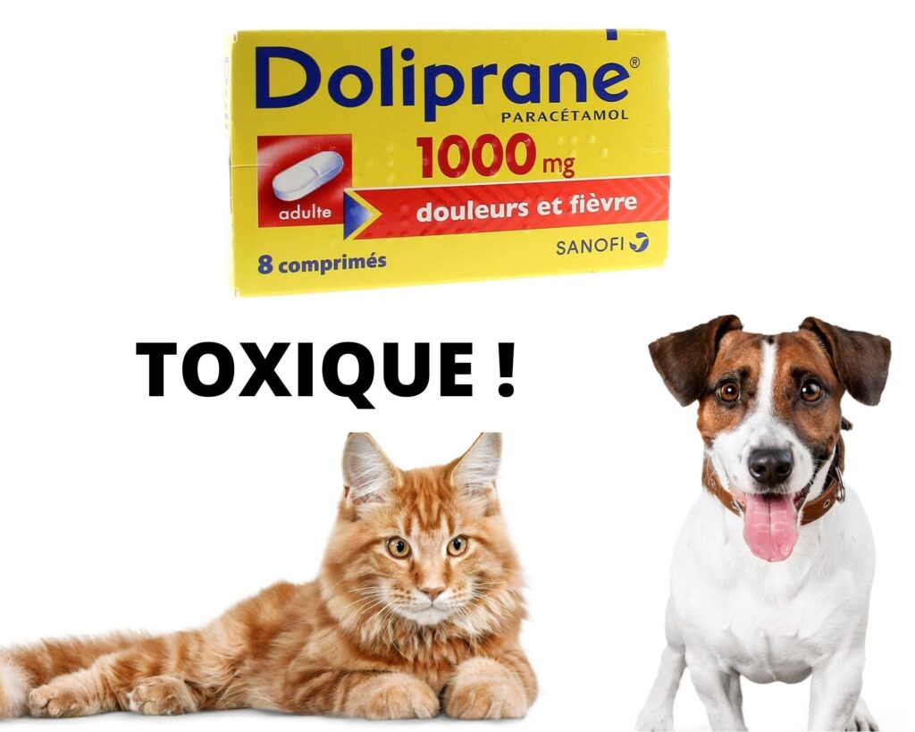 paracétamol toxique