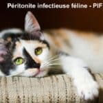 CHAT Péritonite infectieuse féline - PIF