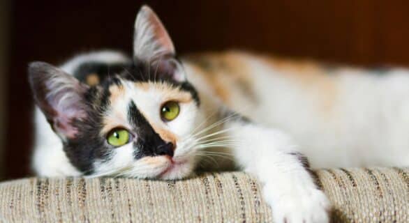 CHAT Péritonite infectieuse féline - PIF