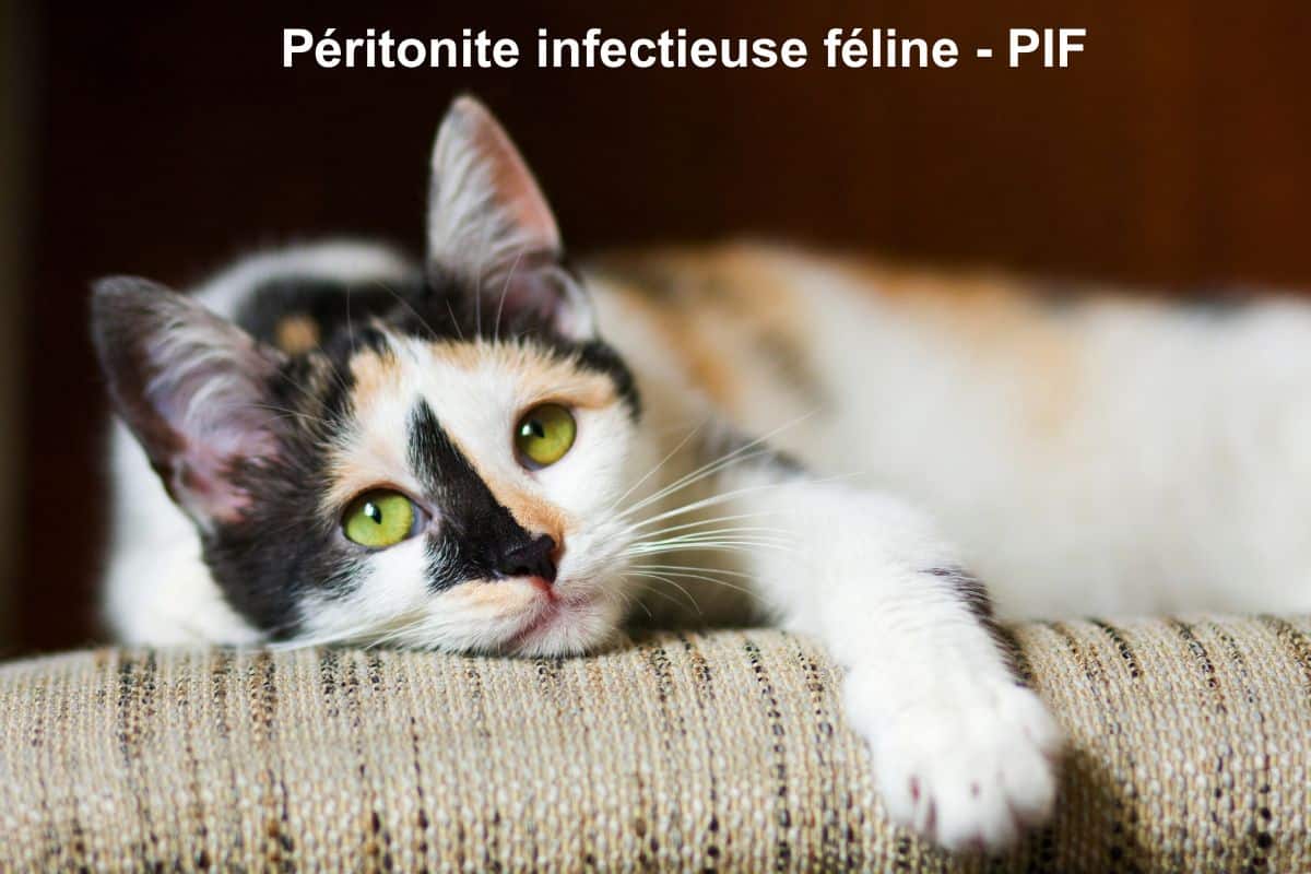 CHAT Péritonite infectieuse féline - PIF