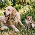 allergie de l'été, chien et chat.