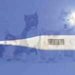 Chien canicule forte chaleur
