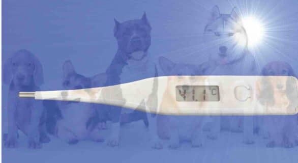 Chien canicule forte chaleur
