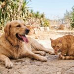 Chiens chat stress et anxiété en été et en vacances