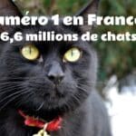 Chat numéro 1 en France