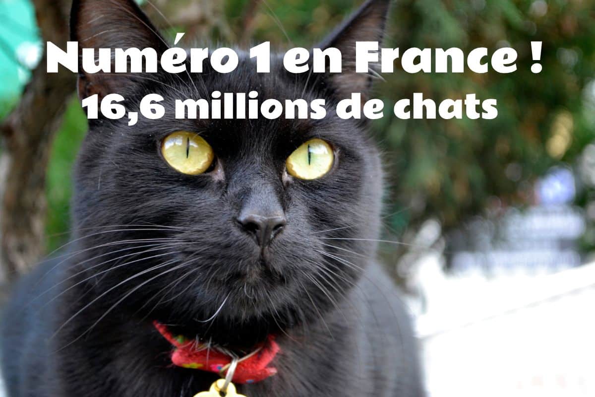 Chat numéro 1 en France