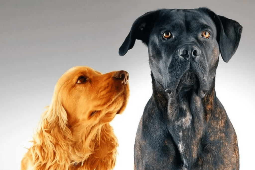 Découvrez 2 races de chiens à problèmes comportementaux !