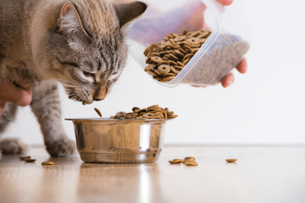 Alimentation du chat ce qu’il faut savoir