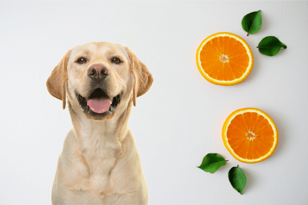 Cures de vitamine C : pour les animaux aussi !