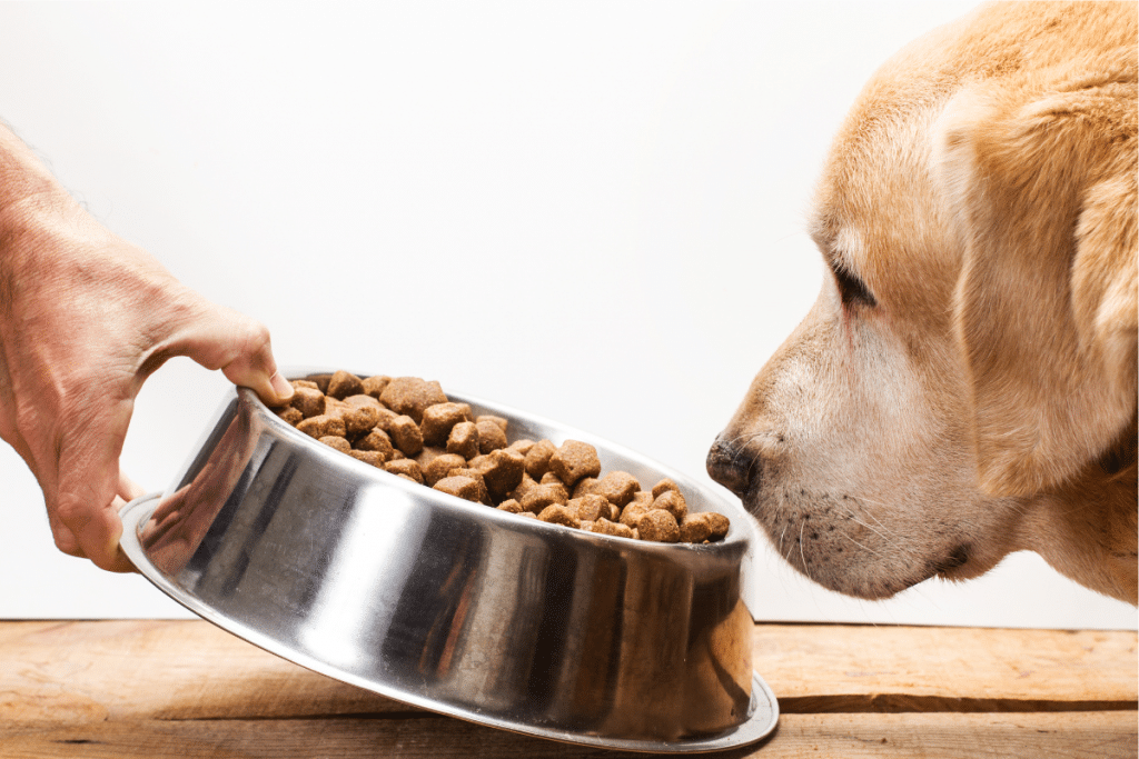 Alimentation du chien, ce qu’il faut savoir