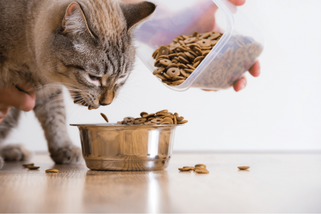 Guide alimentation du chat