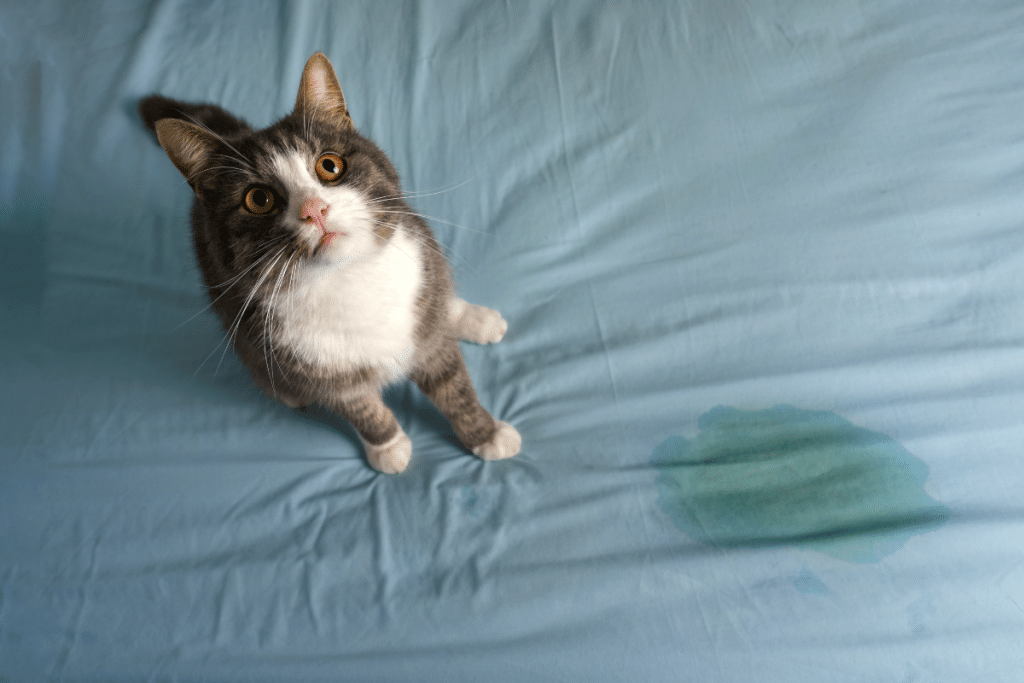 5 signes à connaitre pour dépister les infection des urinaires chez les chats