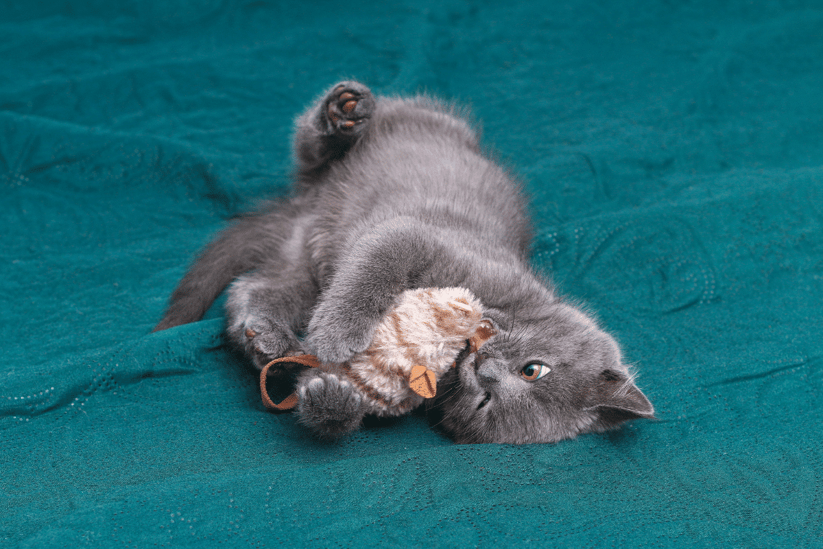 5 activités amusantes pour votre chat - ZePetCoach - Tous les conseils ...