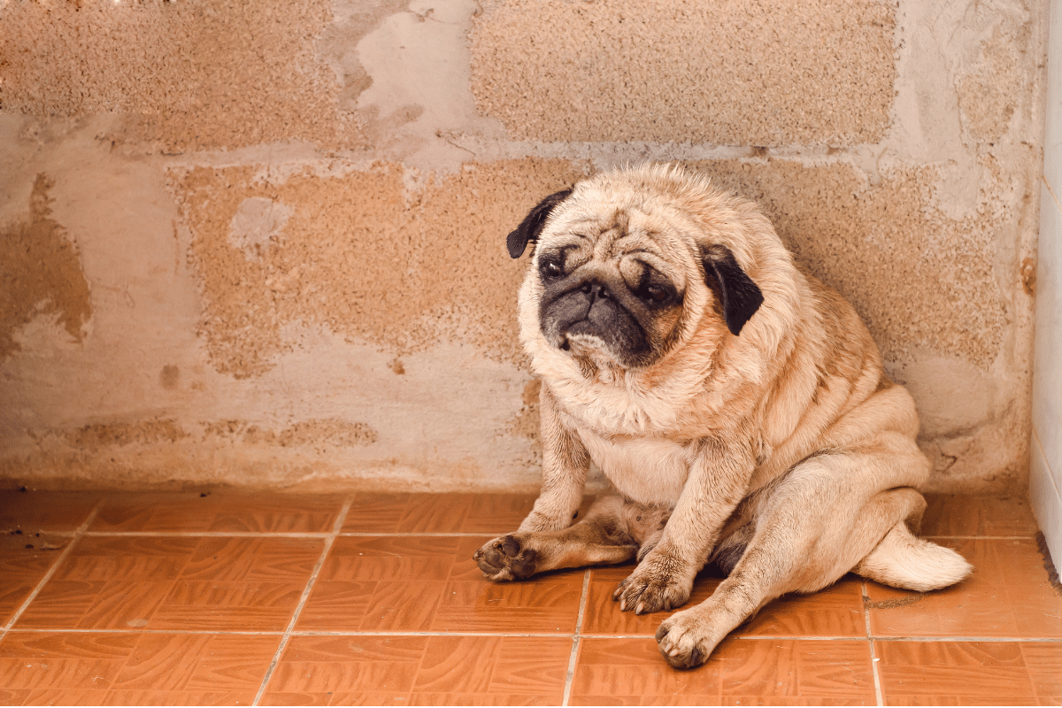 Maladie de Cushing chez le chien : comprendre cette affection endocrinienne