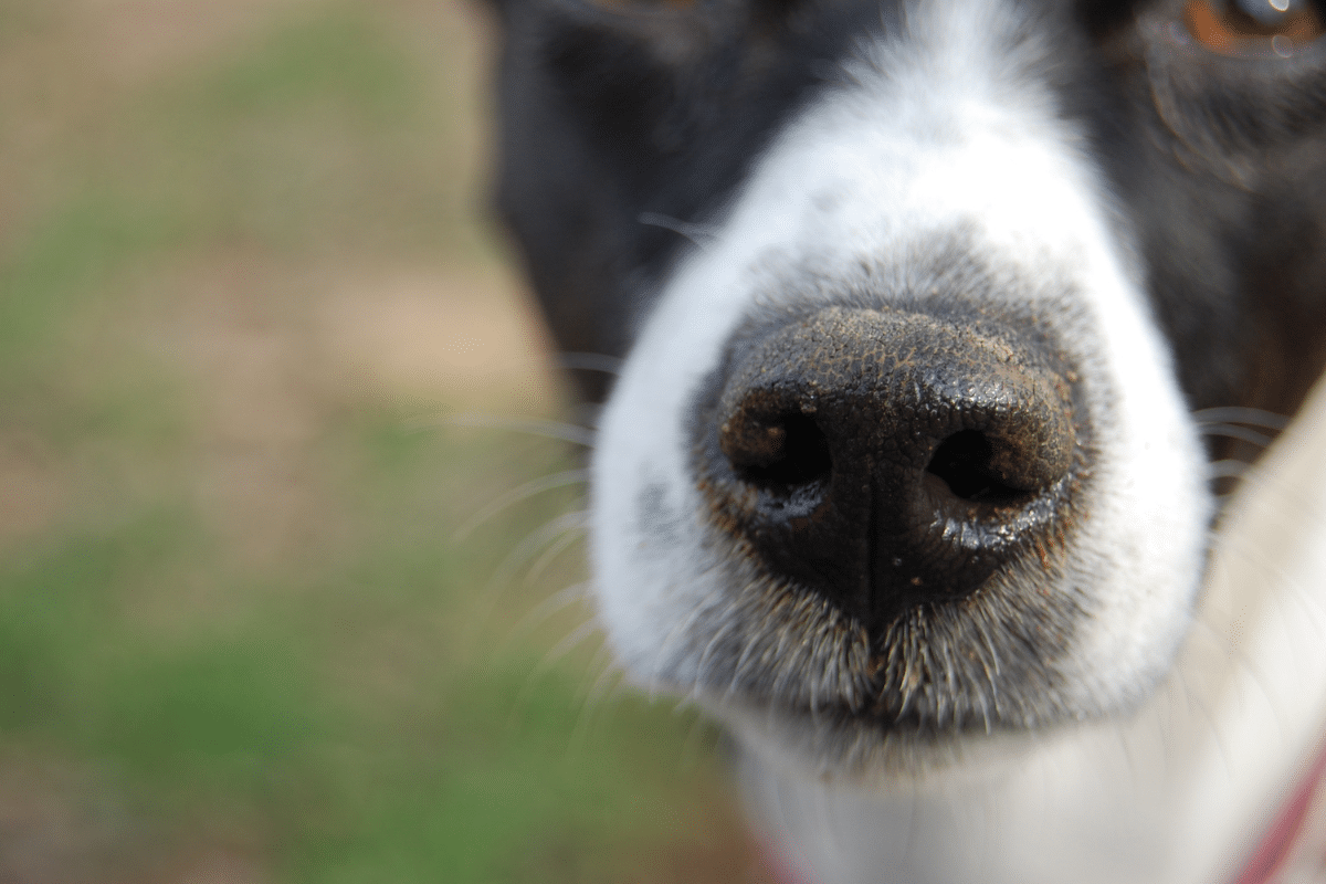 Maladie de Carré chez le chien : Comment la reconnaître et agir ?