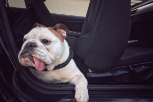 Le chien malade en voiture : prévention et solutions naturelles pour un trajet serein