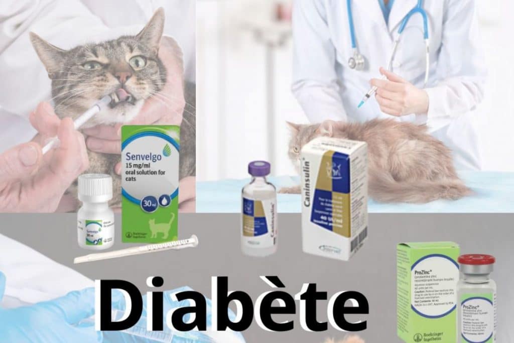 Diabete-felin-senvelgo-nouveau-traitement-oral