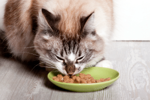 Quel alimentation pour un chat avec pathologie ?
