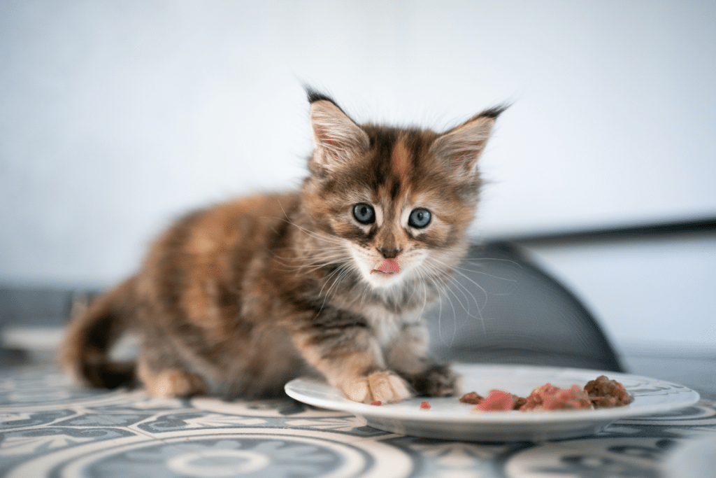 L'alimentation du chaton