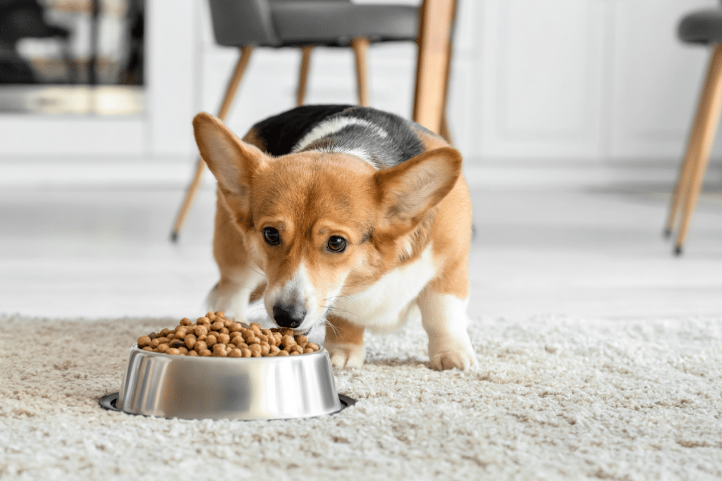 Quel alimentation pour un chien avec pathologie ?