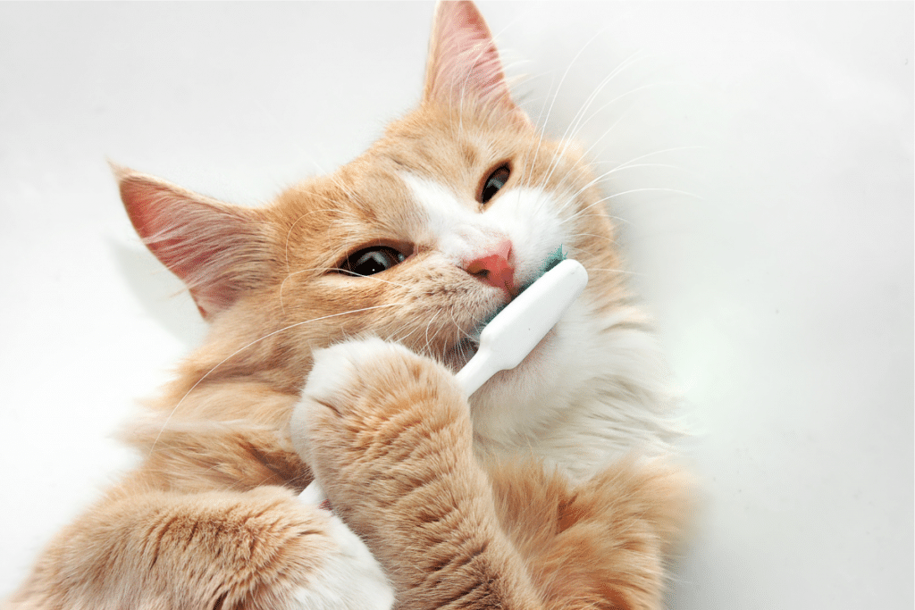 Comment nettoyer les dents de son chat ? 