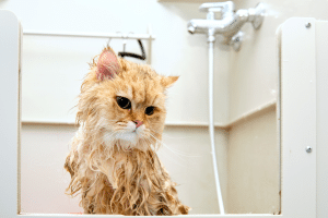 10 conseils pour donner un bain à votre chat ou chaton