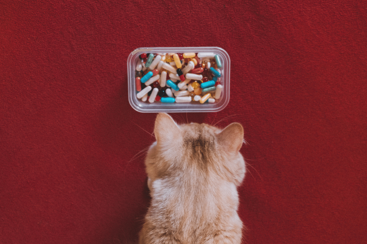 Friandise pour cacher les médicaments d'un chat