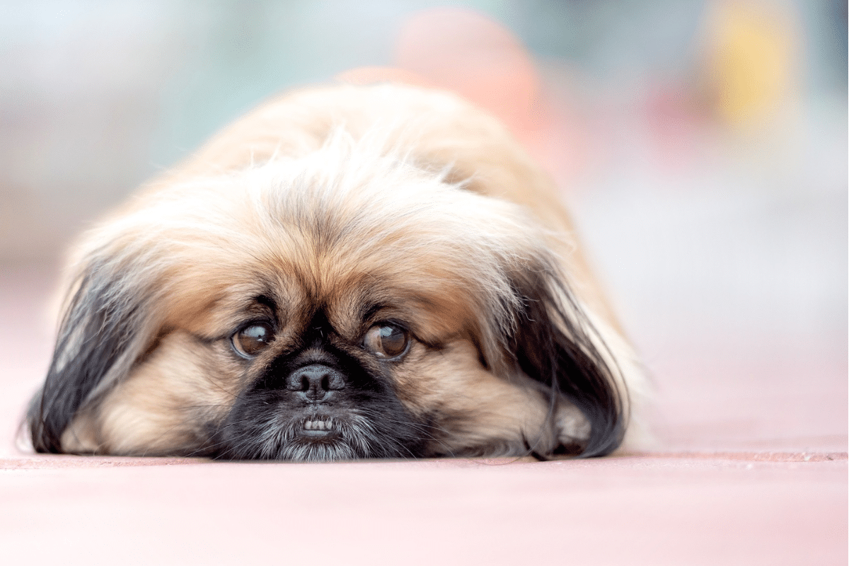 La maladie d'Addison chez les chiens : Comprendre et gérer l'hypoadrénocorticisme