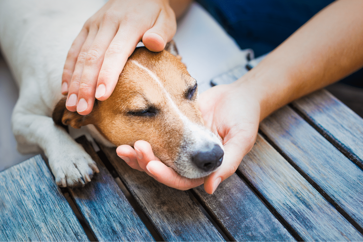 La maladie de Crohn chez le chien : espérance de vie et qualité de vie