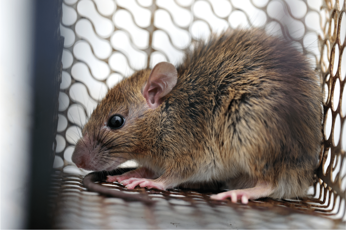 Comprendre la maladie du rat chez les chiens et l'homme : la leptospirose
