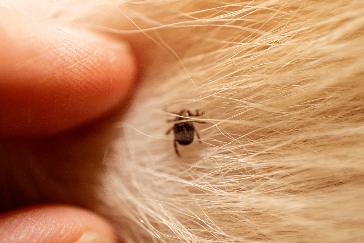 Comprendre la maladie de Lyme chez le chien : symptômes, diagnostic et traitement