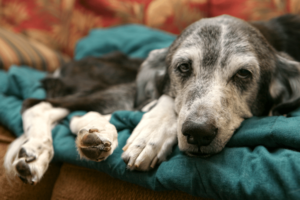 Les maladies mortelles chez nos amis les chiens : comment les reconnaître et les prévenir