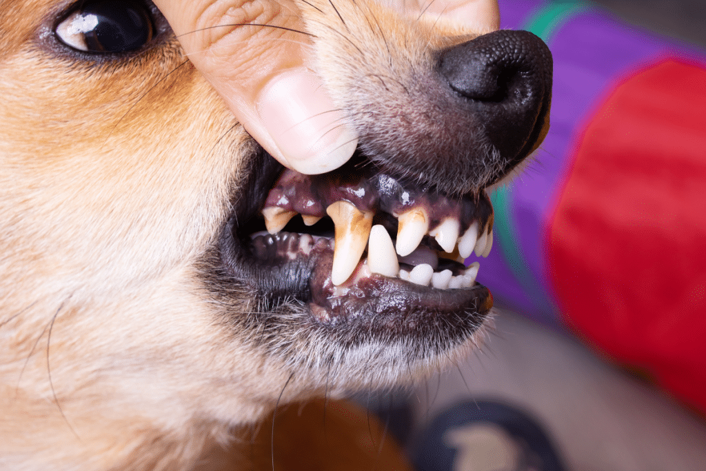 La maladie parodontale chez le chien : prévention et traitement