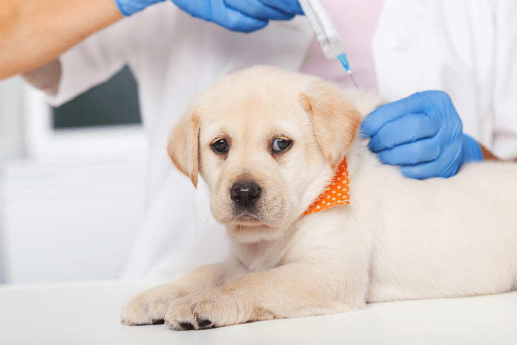 Quels vaccins pour un nouveau chien ?