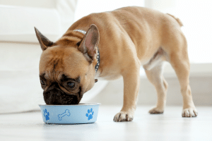 Le riz, un remède bénéfique pour les chiens malades