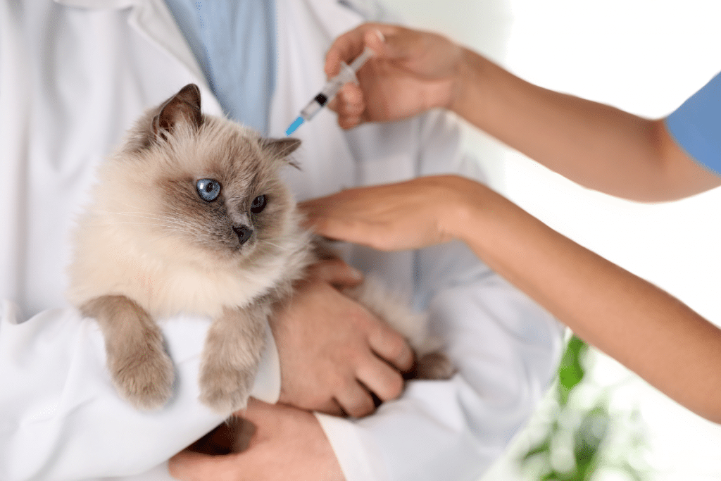 Quels vaccins pour un nouveau chat?