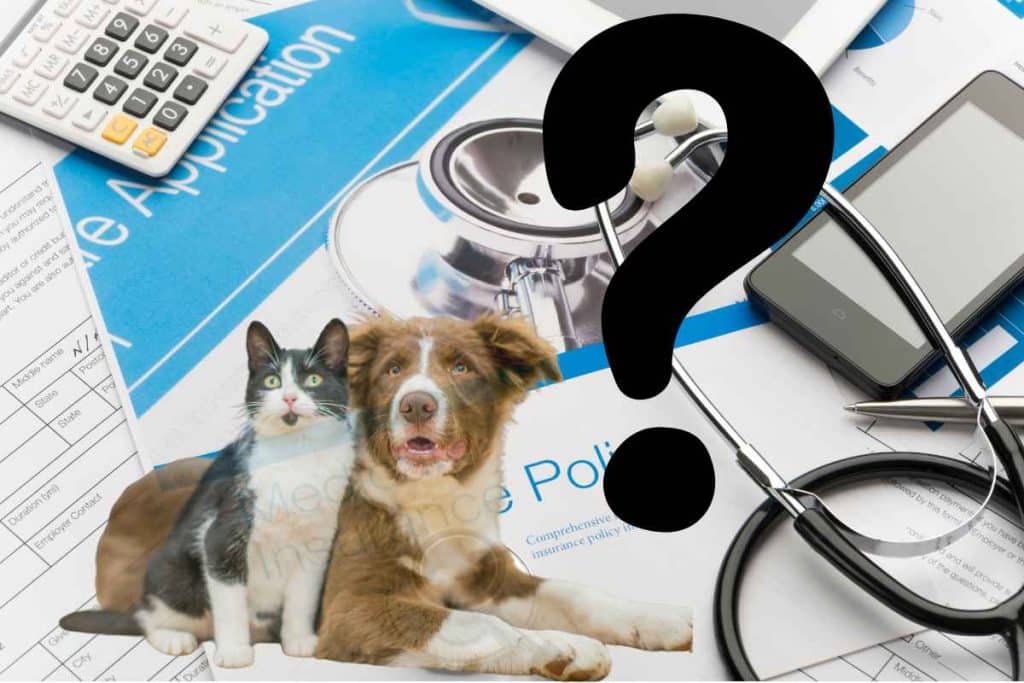Assurances santé pour chien et chat : comment choisir