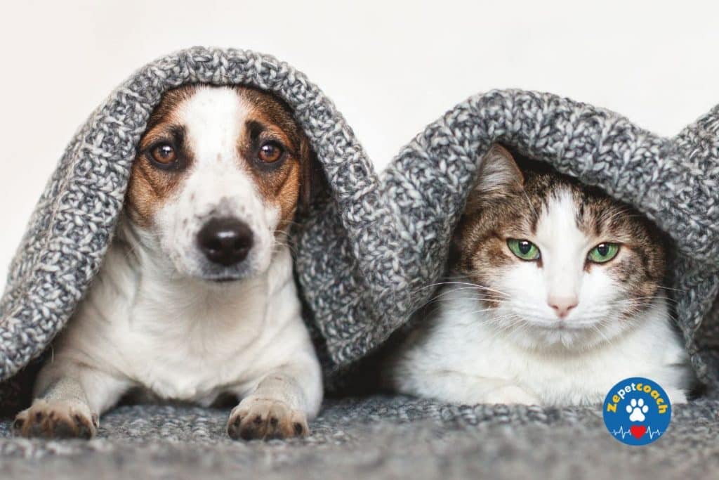 Protégez les chiens et les chats contre le froid