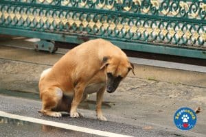 Chien infection urinaire