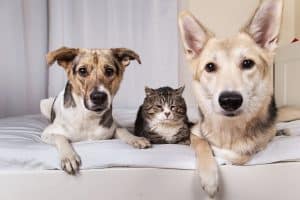 Hygiène des oreilles du chien et du chat