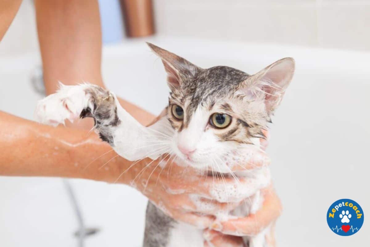 Shampooing pour les chats