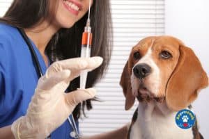 Vaccinations systématique du chien