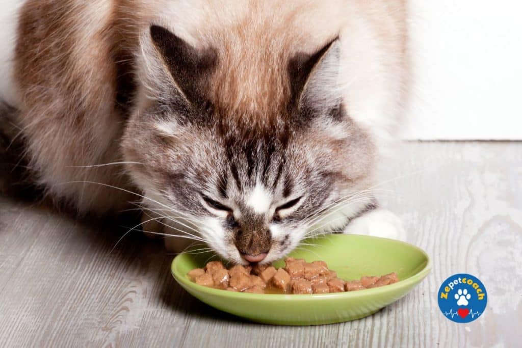 Alimentation du chat 