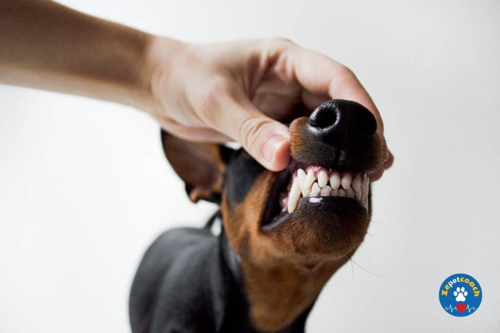 La maladie parodontale chez le chien : prévention et traitement