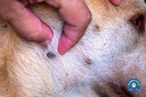 Symptôme de la piroplasmose chez le chien