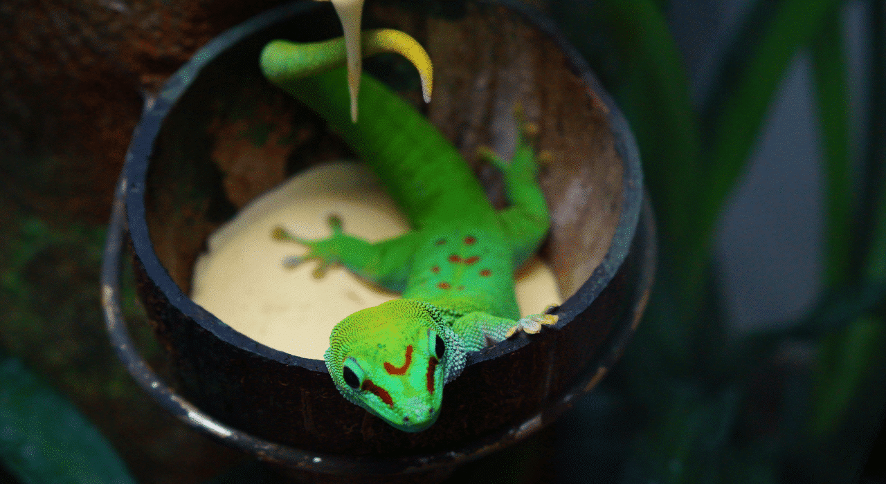 Lézards domestiques Guide complet pour les choisir et les élever — free download