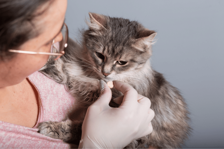 APELKA 5 mg/mL solution buvable pour chats stabilisation de l